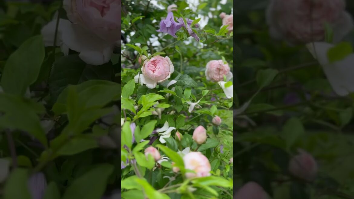 Climbing rose and clematis blooming on a garden arch #davidaustinroses #cottagegarden