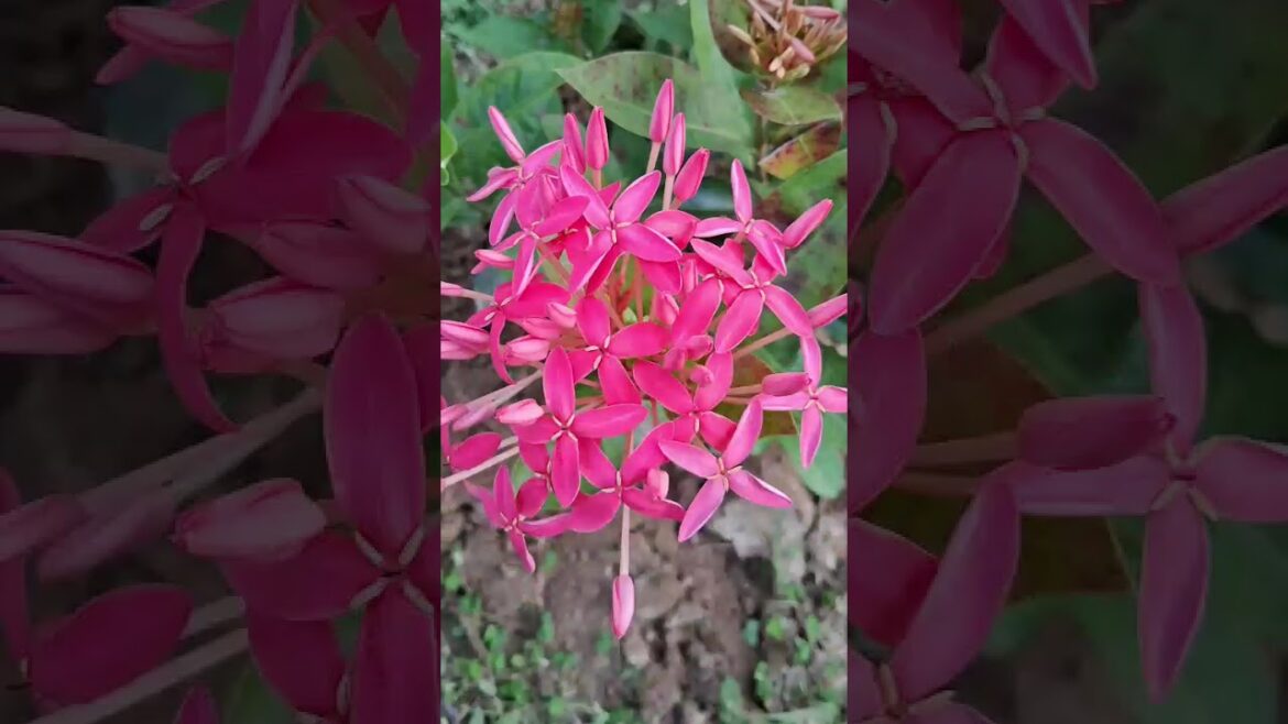 beautiful flowers 👌 #flowers #trending  #trends #subscribers