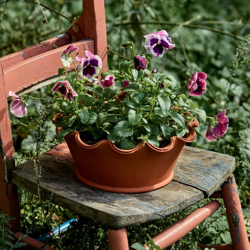 Eden Terracotta Pot