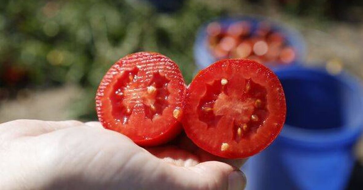 Scots gardeners with tomatoes urged to do this one thing before Saturday Ipso logo