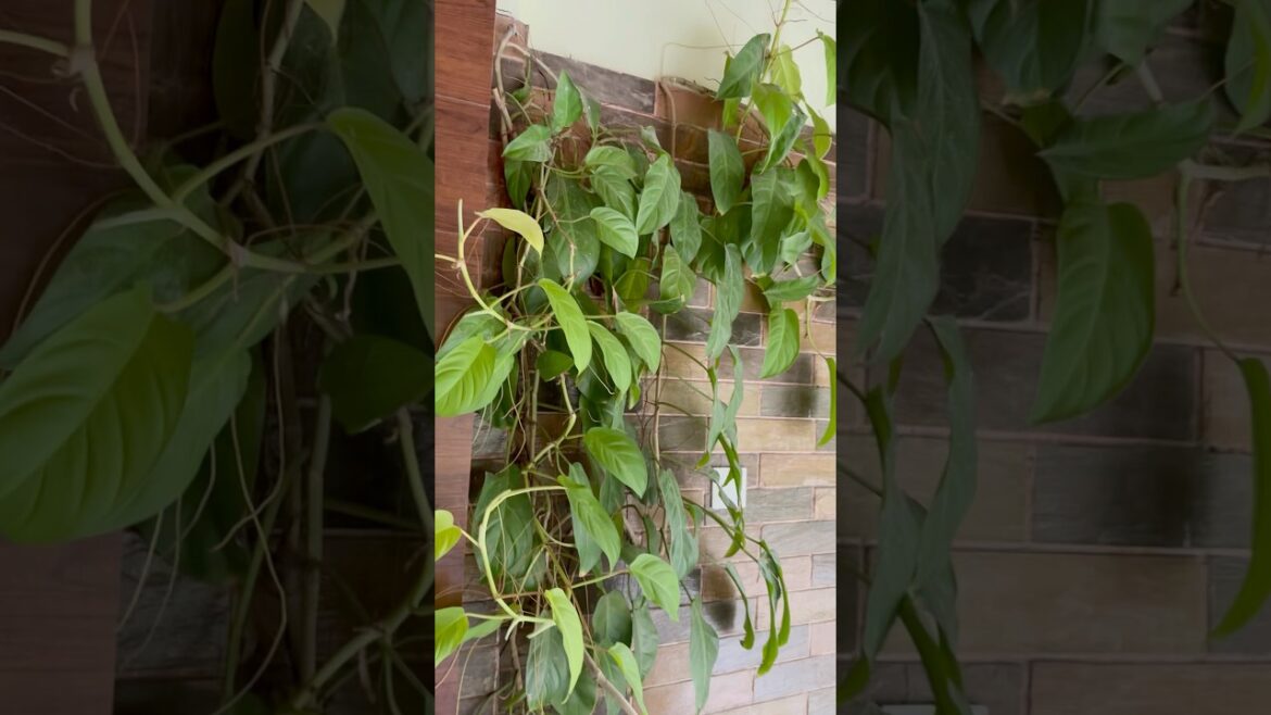 #garden #gardening #plants #gardeningideas #gardenflowers #gardeningtips #flowers #nature #video