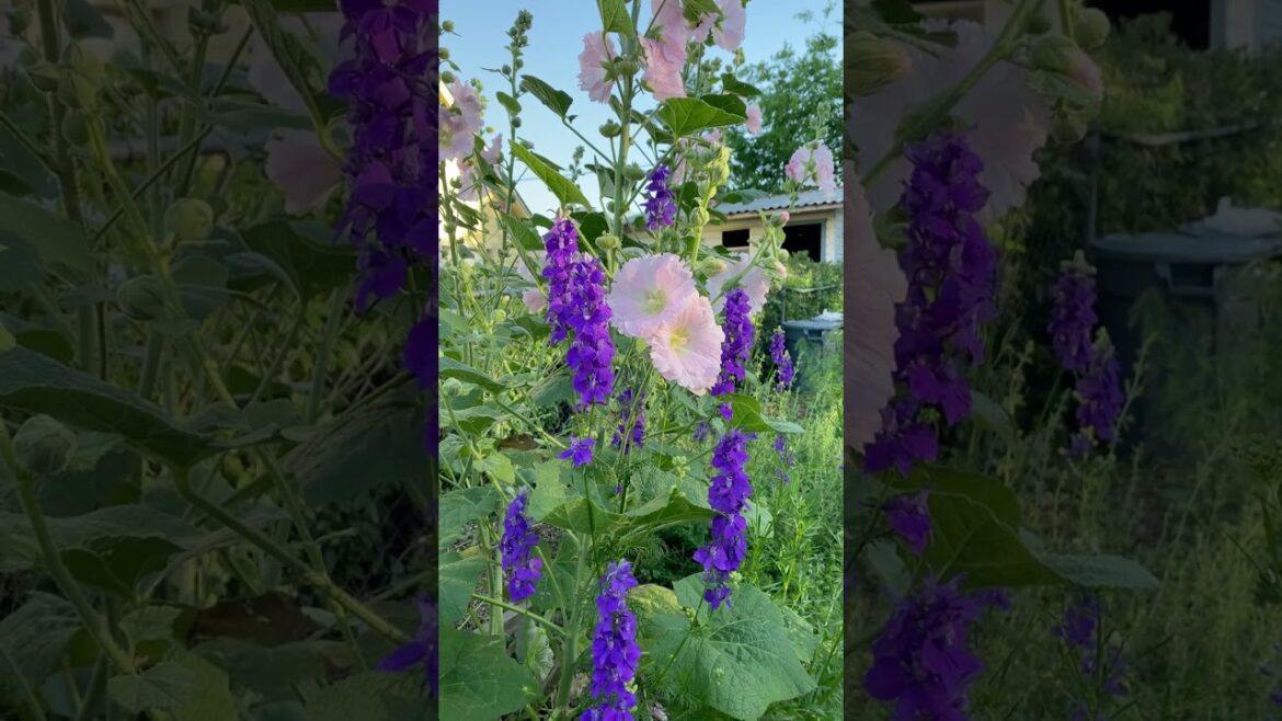 From Seed To Stunning: Watch This Hollyhock Grown From Seed From Seed To Stunning: Watch This Hollyhock Grown From Seed