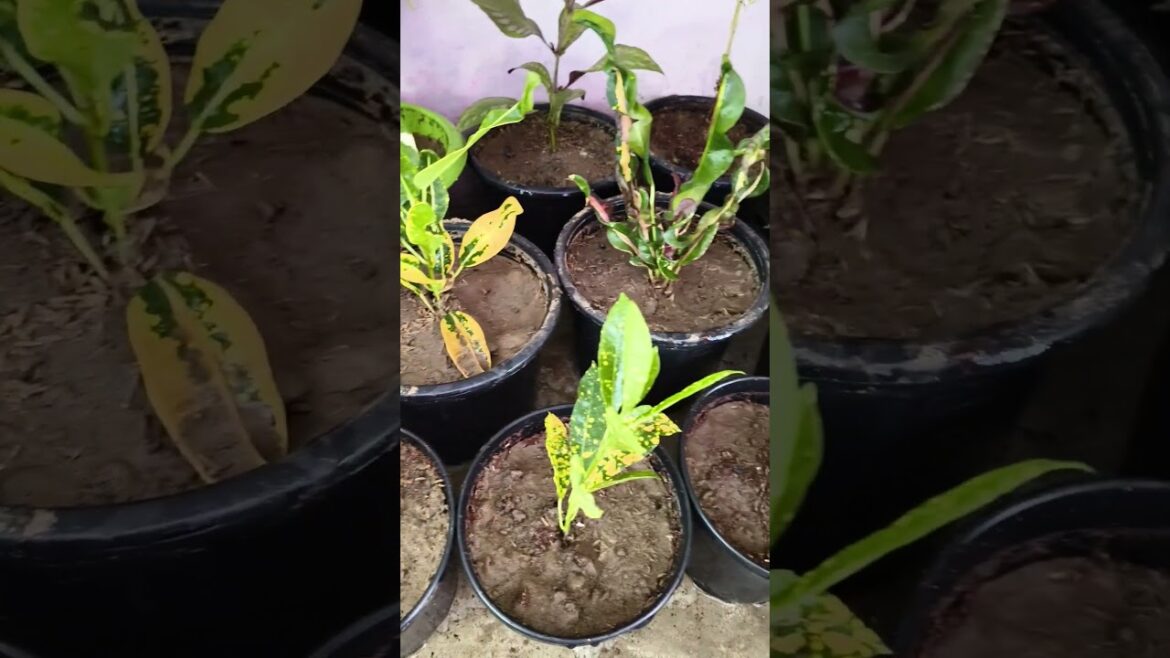 #plants #gardendesign #terracegardenindia #gardenideas @YouTube