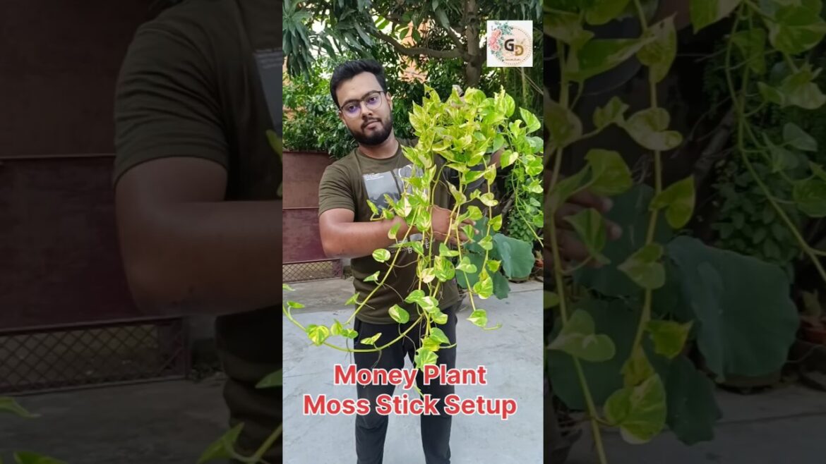 Money Plant Moss Stick Setup | Money Plant Care tips | #moneyplant #moneyplantdecoration #gardening Money Plant Moss Stick Setup | Money Plant Care tips | #moneyplant #moneyplantdecoration #gardening