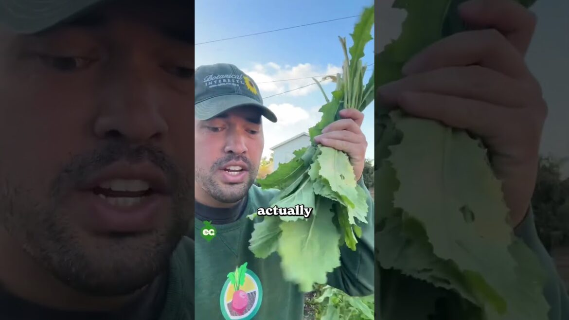 I harvested a "booty radish"