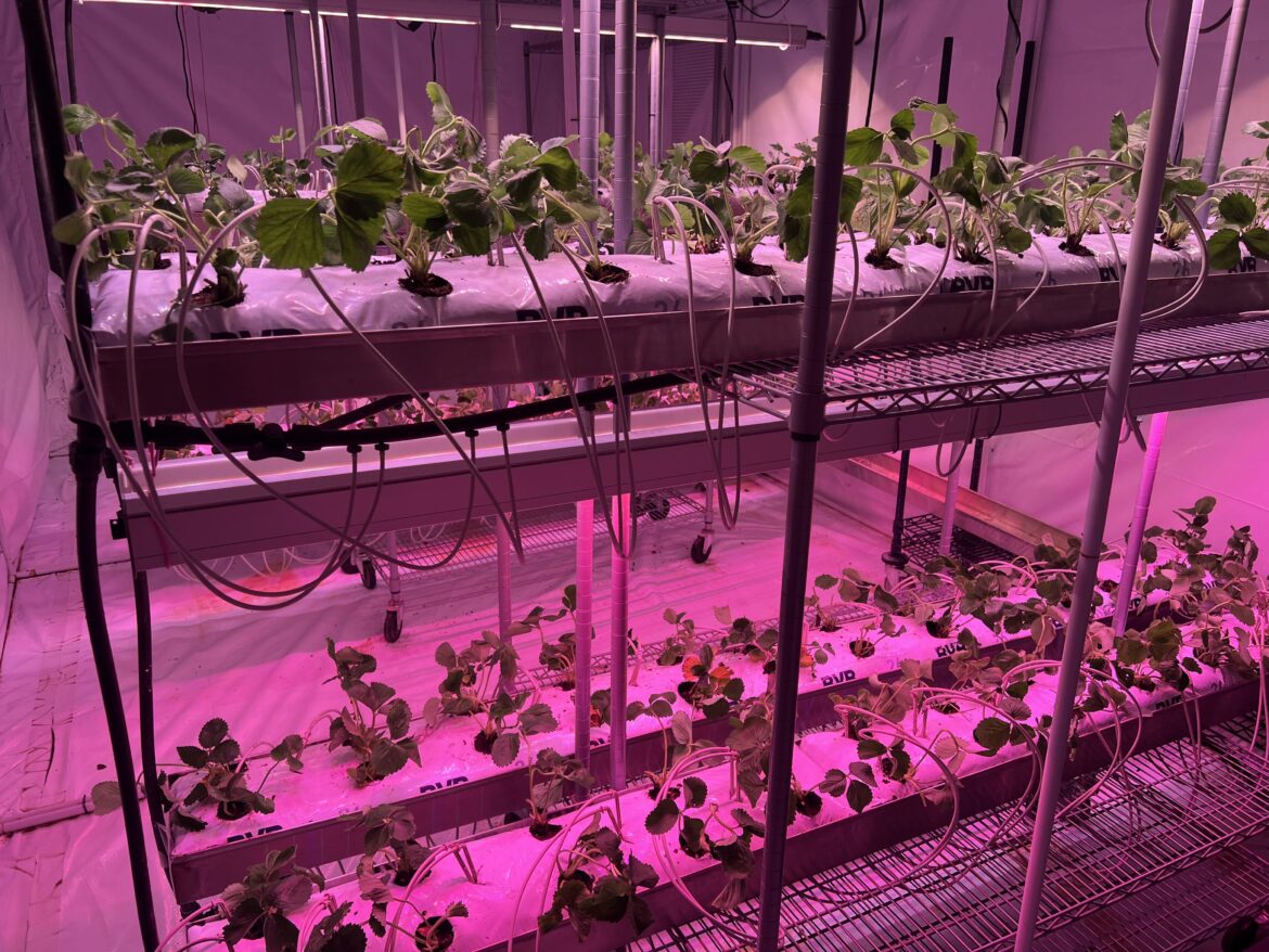 Strawberry Hydroponics Y6 W0 – and here we go! Strawberry Hydroponics Y6 W0 - and here we go!