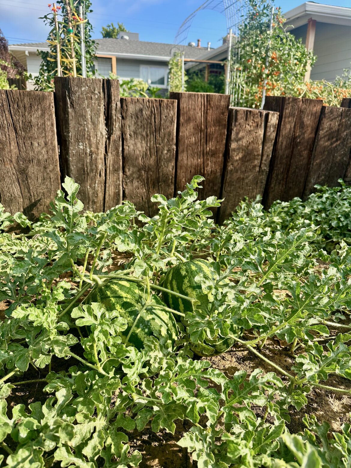 Front yard watermelons (Sacramento, not my house)