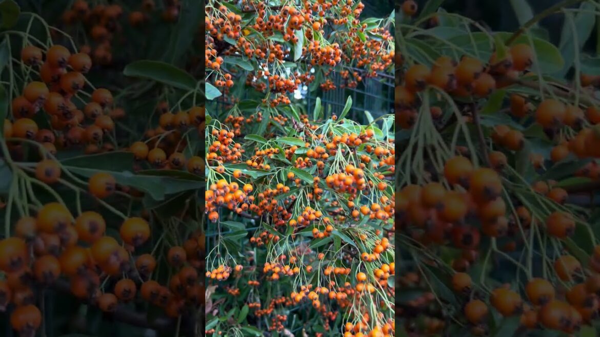 Firethorn🔥🔥🔥 #firethorn #plants  #europe #uk #gardening #garden #gardeningtips #berries #plants