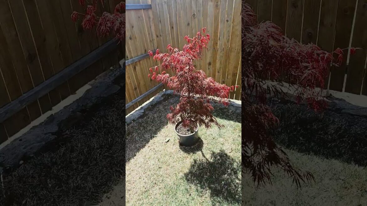 My new Tamukeyama Japanese Laceleaf Maple tree for the backyard garden.