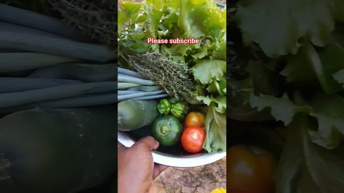 Fresh Vegies from my container gardening. #inspiration #containergardening