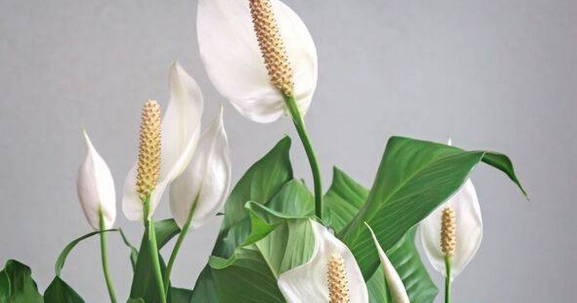 Water peace lilies with one cup of common food makes them ‘explode with flowers’ Ipso logo