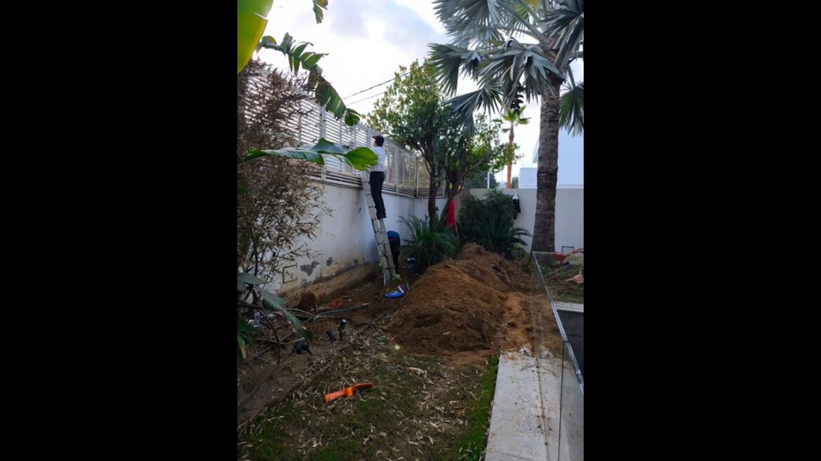 From a tired garden to a green paradise 🌿✨ | Before & After #backyardlandscaping #home #poolgarden From a tired garden to a green paradise 🌿✨ | Before & After #backyardlandscaping #home #poolgarden