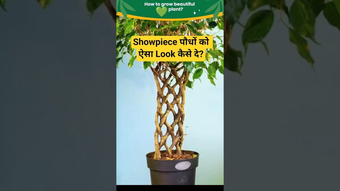 How to Make Your Plant Look Beautiful? #shorts How to Make Your Plant Look Beautiful? #shorts