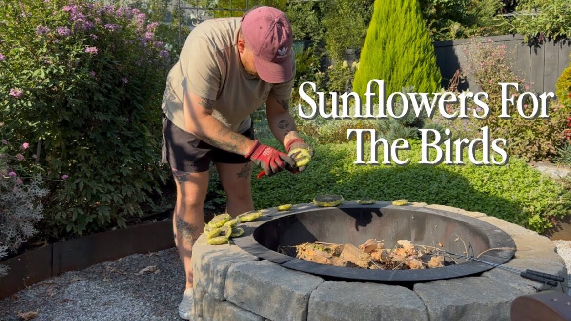 Fence Is Done, Quick Tidy Up & Secret Garden Plans 🌻|| Visit Our Garden