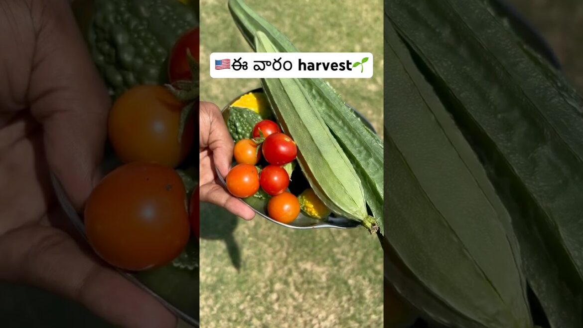 This week harvest #trending #shorts #shortvideo #gardening