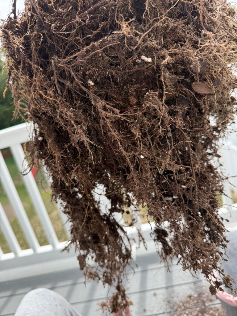 Are my roots healthy