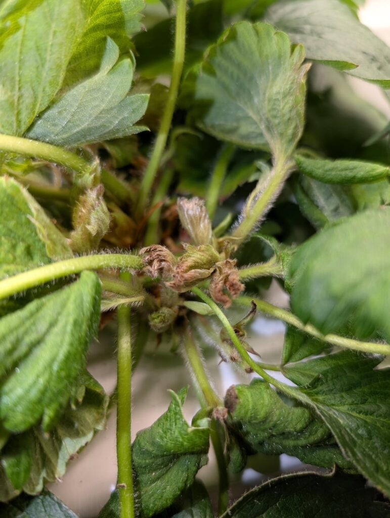 What’s wrong with my strawberry plant? What's wrong with my strawberry plant?