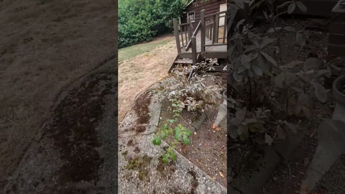 Estimate #gardendelight #gardenlandscaping #landscaping #gardendesign #garden Estimate #gardendelight #gardenlandscaping #landscaping #gardendesign #garden