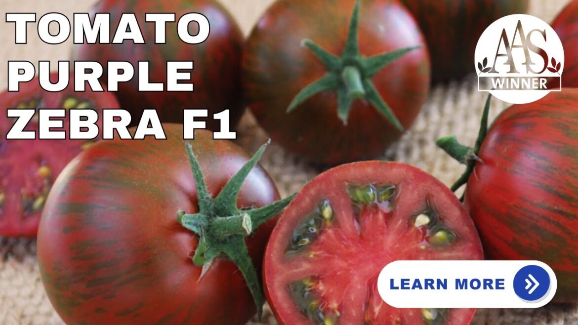 Tomato Purple Zebra horizontal