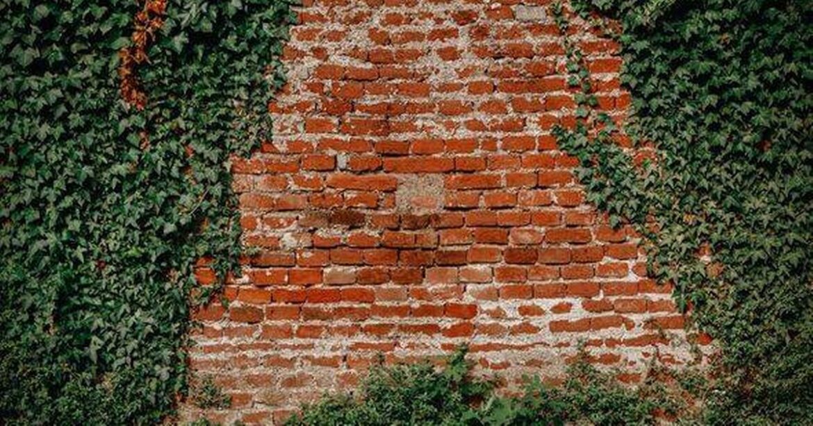 Gardener names trick to kill English ivy ‘overnight’ and it only costs 30p Ipso logo