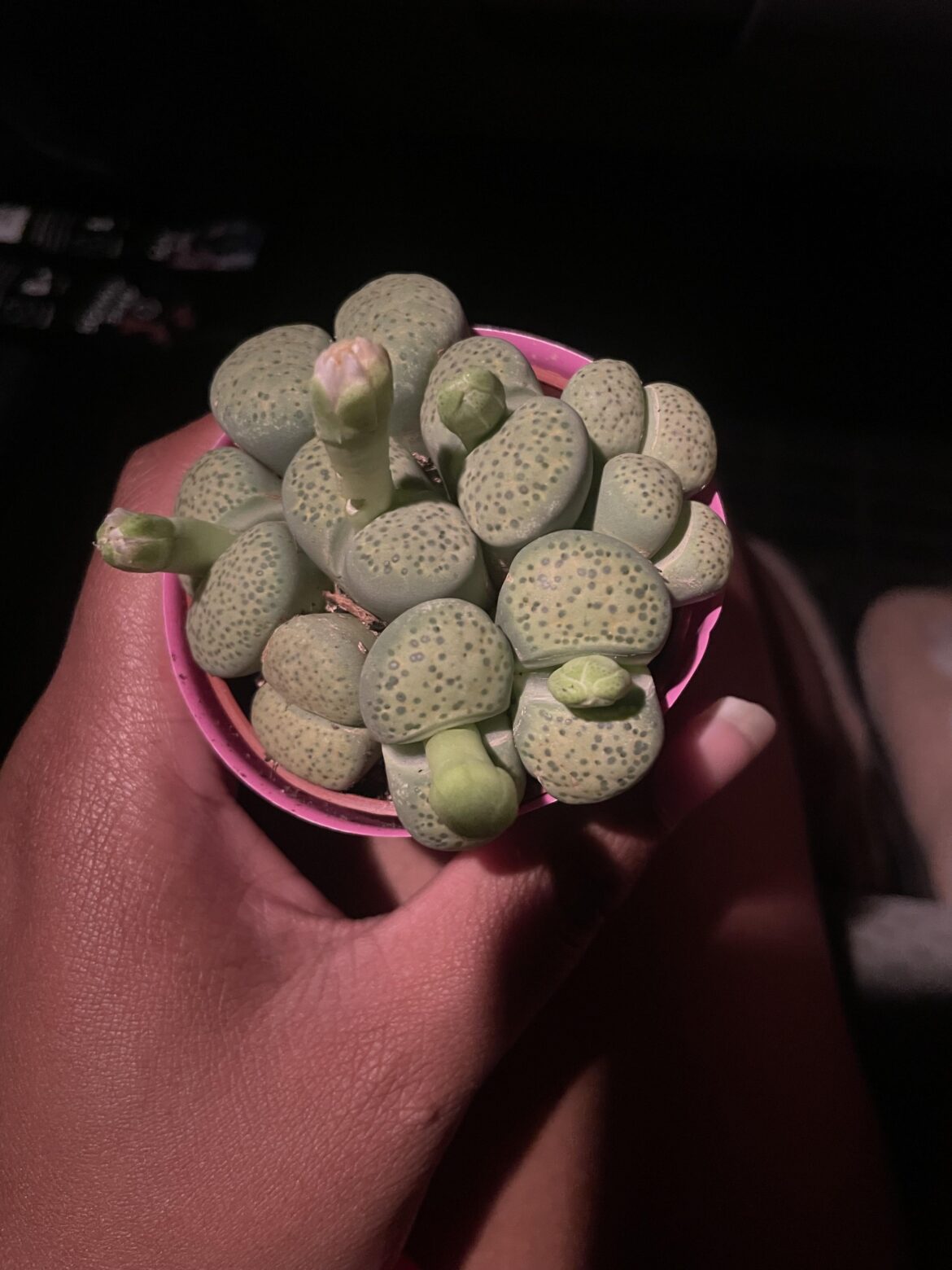 Don’t repot right?