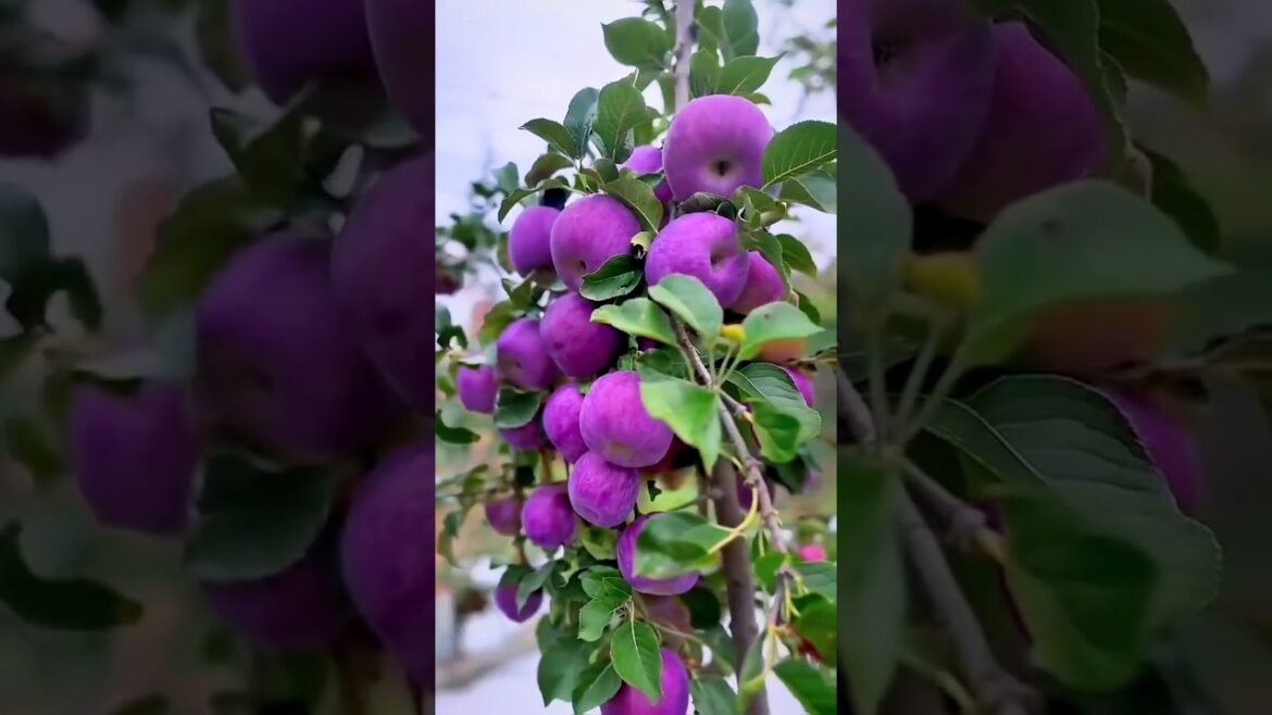 Enjoy beautiful purple apple garden 🍎🍏#shorts ...
