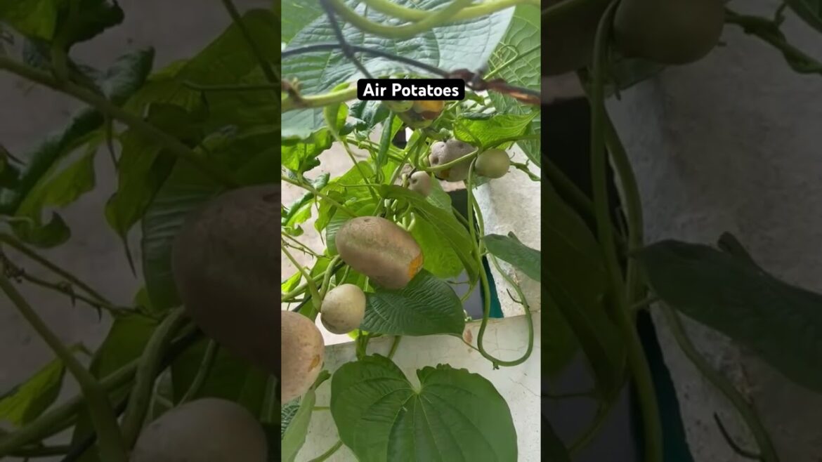 This Potato Grows in the Air?! 🌱 | Edible or Toxic? #telugu #shorts #vlog #garden #tips #viral