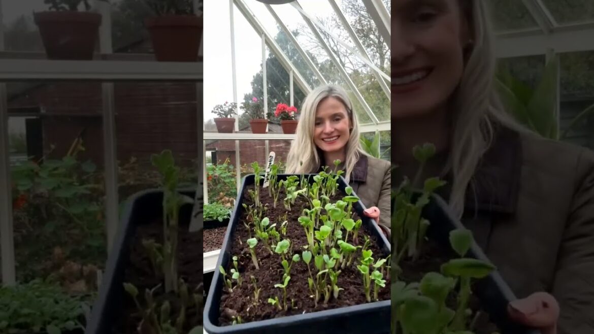 Patio Garden Makeover: Cozy Outdoor Spaces with Edible Plants#home #gardening#opulentinteriors#flow