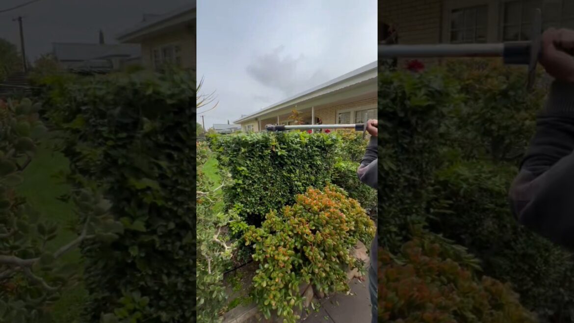 A year’s worth of hedge cuts all in one video ✂️🌿 #shortsvideo
