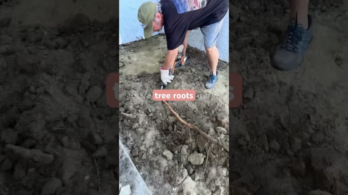 🪚 Time to Get out the Sawsall? Sawzah? Zahsaw?