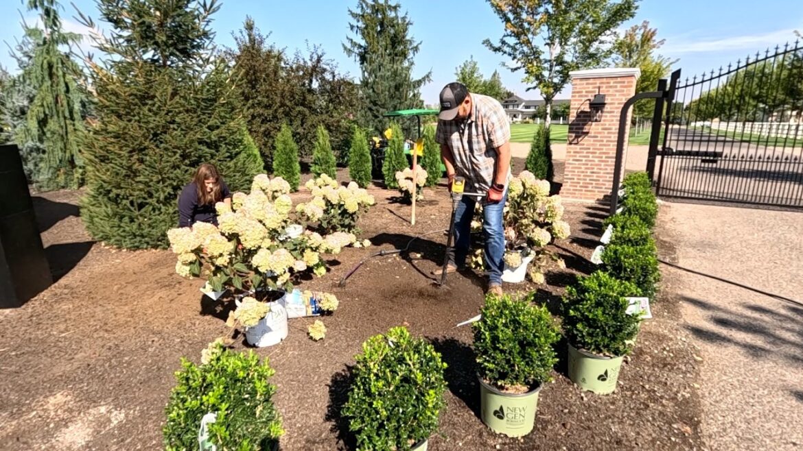Planting the Hydrangeas & Boxwoods in the Entry Flower Bed + Rose Deadheading! 😍🥀✂️ // Garden Answer