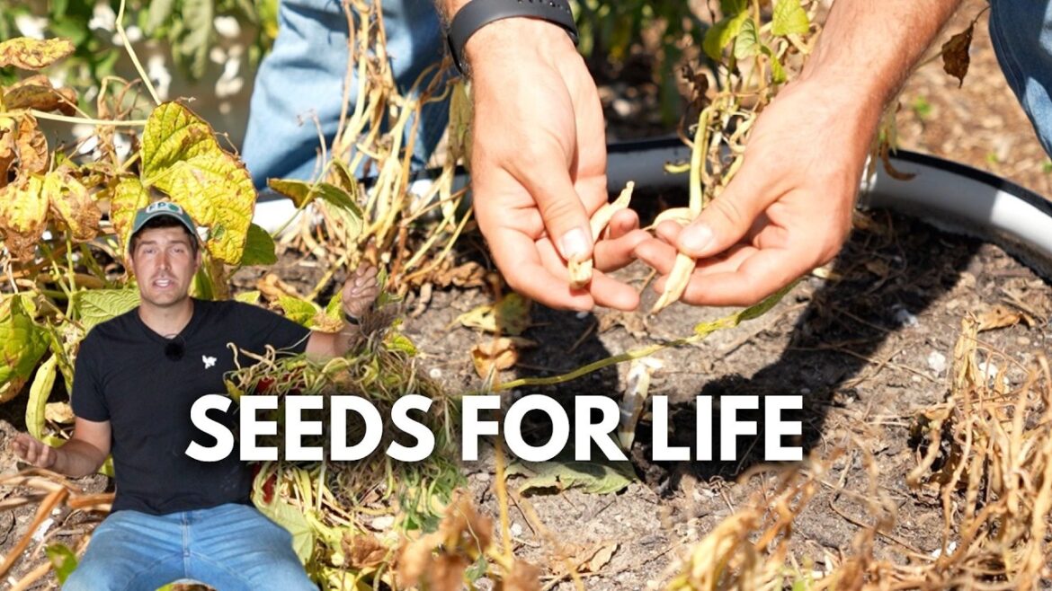 Our Amish Farmer Friend Taught Me This Seed Saving Method and I NEVER Buy Seeds Again!