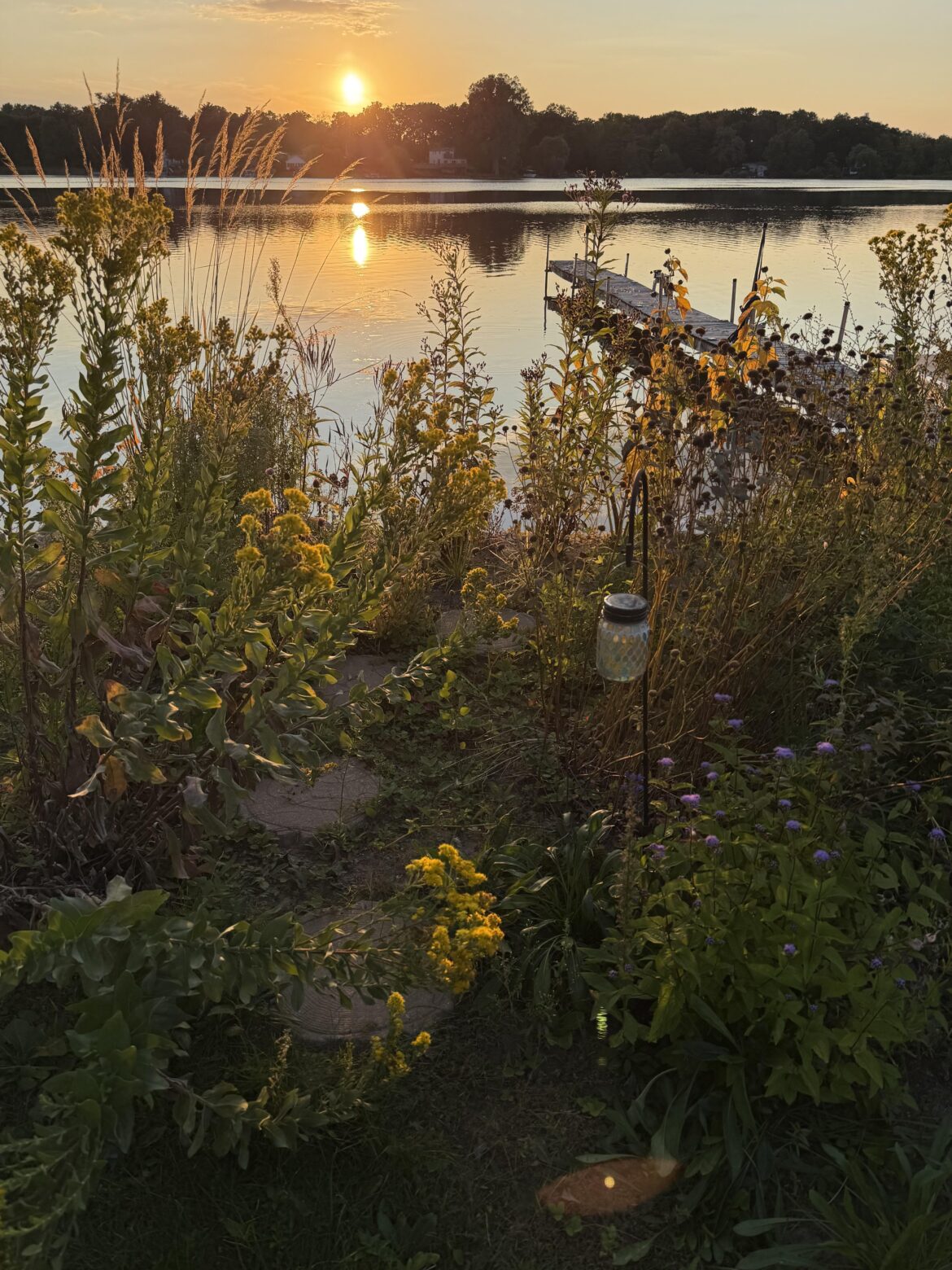 My lakeside native bed at golden hour