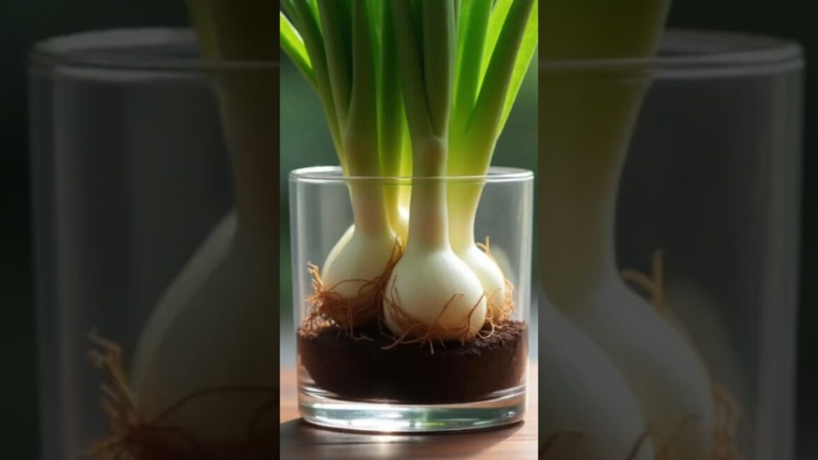Regrow Onion from Bulb 🧅 | Simple Gardening HackDescription:“😱 #gardening