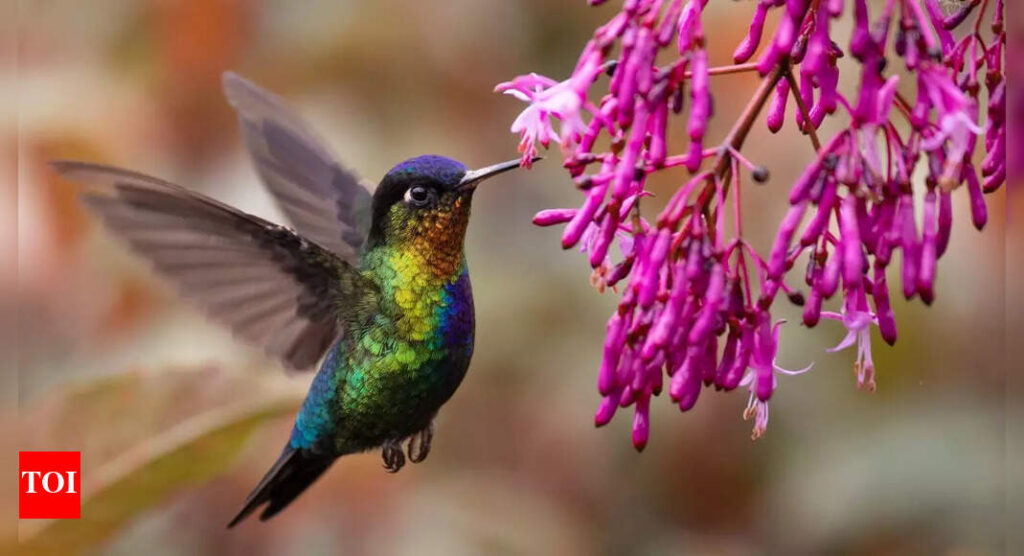 6 best flowers to attract hummingbirds: Nectar-rich plants for your garden | 6 best flowers to attract hummingbirds: Nectar-rich plants for your garden |