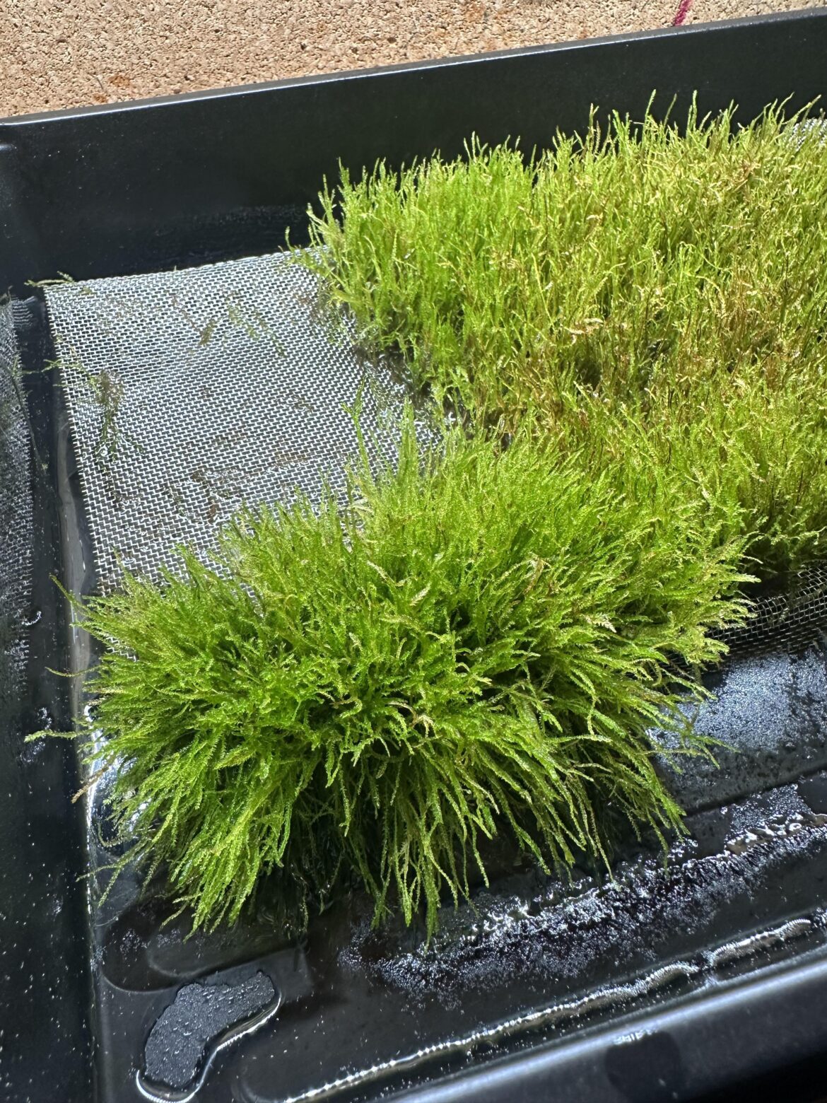 Moss is getting so thick