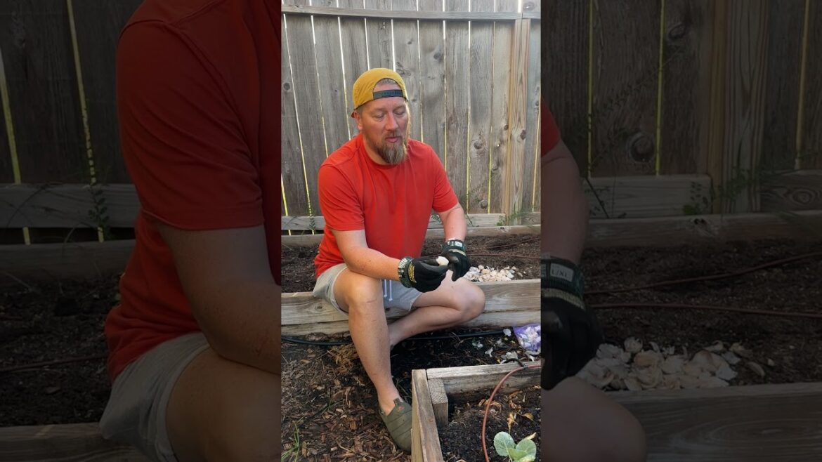 Tip Tuesday: Planting Garlic #gardening