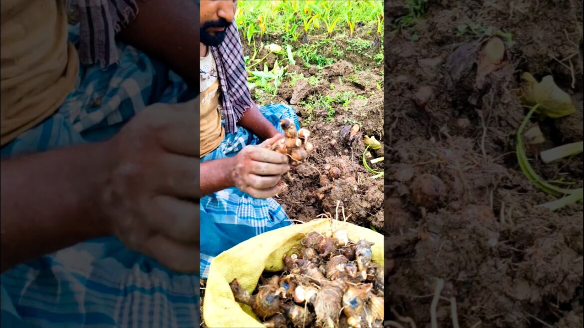 From Sweat to Soil – Farmer Harvests Taro Roots (গাঠি কচু) for Family & Market 🌄 #shorts