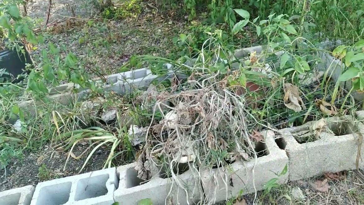 My Garden Plans My Garden Plans