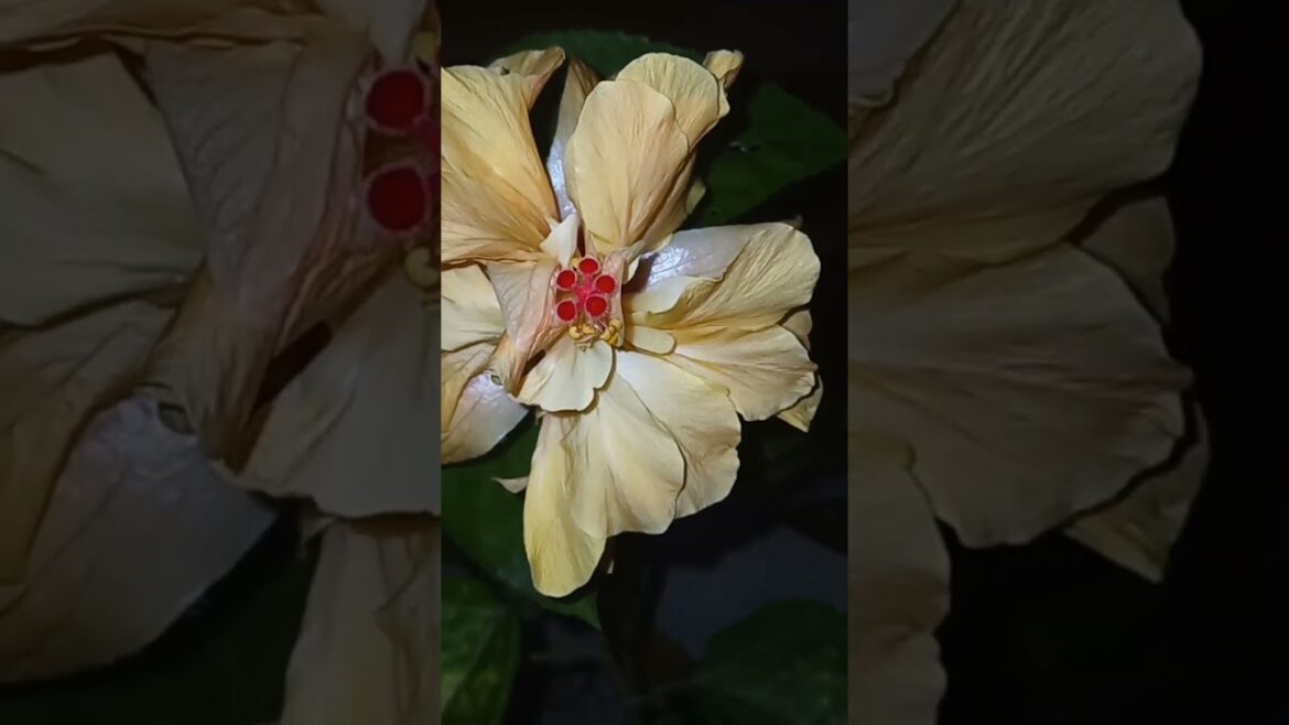 Yellow Hibiscus#flowers#bloom#trending#garden#tips#subscribe#like#viral#shorts#ytshorts#plants#care Yellow Hibiscus#flowers#bloom#trending#garden#tips#subscribe#like#viral#shorts#ytshorts#plants#care