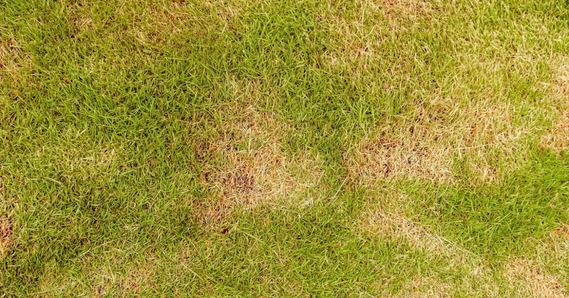 Rescue bumpy autumn lawns with gardener’s ‘2-2-1 mix’ that makes grass flourish Ipso logo