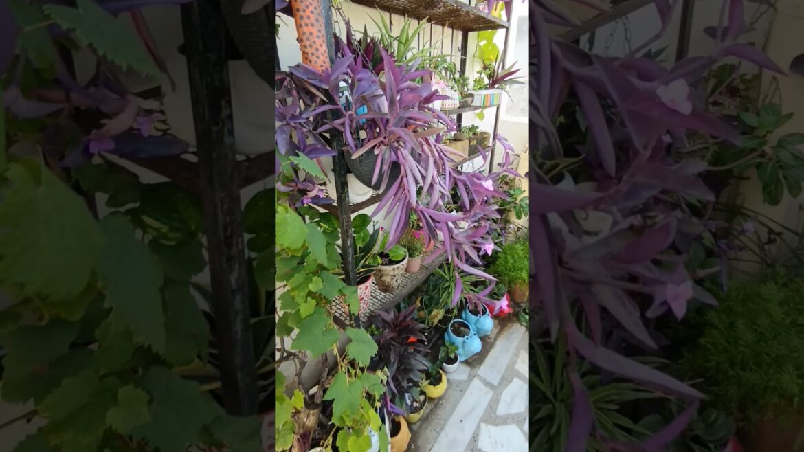 Beautiful terrace garden#plants #gardendesign #viralshort