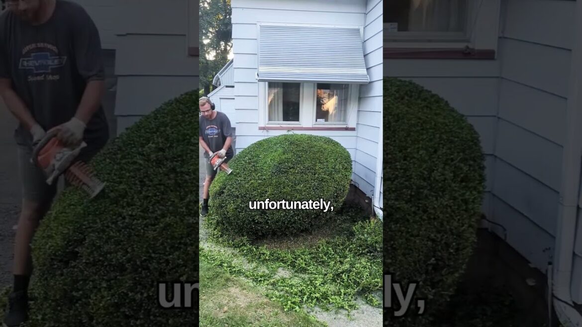 The GRUMPY Neighbor! #satisfying #landscape #gardening #shorts The GRUMPY Neighbor! #satisfying #landscape #gardening #shorts