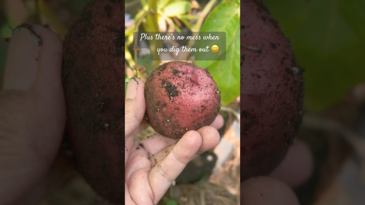 Easy way to grow potatoes in small spaces
