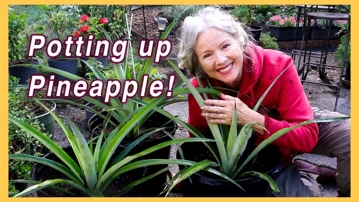 Kaye Kittrell: YOU can grow PINEAPPLE in Zone 7! TIPS! YOU can grow PINEAPPLE in Zone 7! TIPS!
