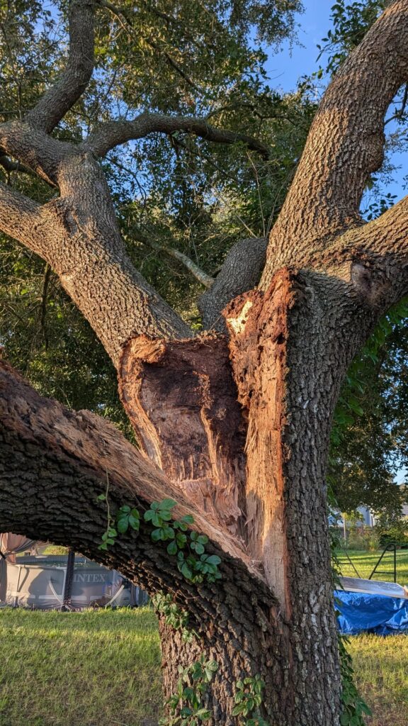 Can I save this Oak?