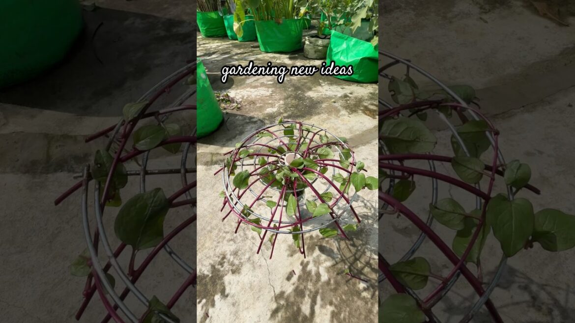 gardening new ideas #garden  #ideas #gardening #plants