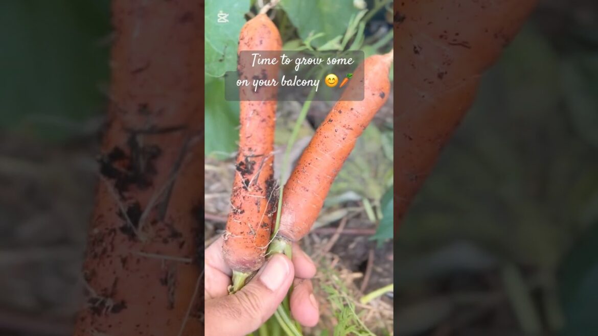 No garden? Grow carrots anywhere