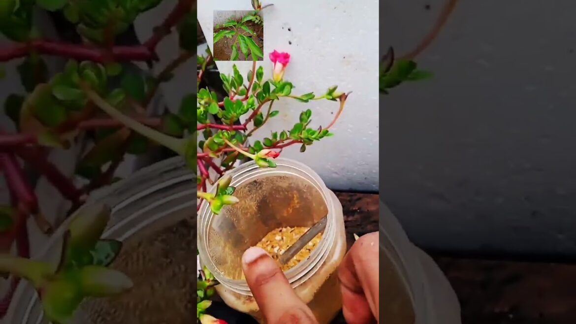 welcome Mera Chhota Sa Garden #harvesting #terracegardenindia #vlog#gardentips #gardeningtips welcome Mera Chhota Sa Garden #harvesting #terracegardenindia #vlog#gardentips #gardeningtips