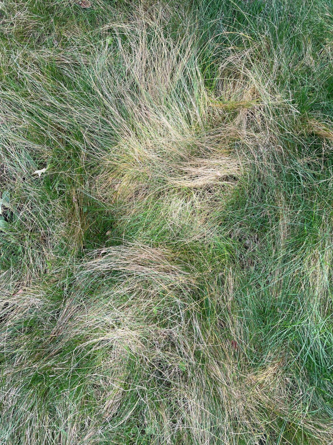 Eco lawn (fine fescue mix) brown